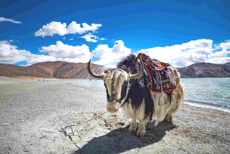 leh ladakh tour packages, leh ladakh tour packages cost, leh ladakh tour packages with airfare, leh ladakh tour packages jammu and kashmir, leh and ladakh tour packages, leh ladakh adventure tour packages, leh and ladakh tour packages from guwahati, leh ladakh tour packages by road, delhi to leh ladakh tour packages by road, leh ladakh tour best time, best leh ladakh tour packages, leh ladakh tour experience, leh ladakh tour guide, leh ladakh group tour packages, leh ladakh tour packages honeymoon, leh ladakh tour package manali himachal pradesh, leh ladakh honeymoon tour packages cost, leh ladakh tour hotels, leh ladakh tourism hotels, leh ladakh tour packages itinerary, leh ladakh tour itinerary, leh ladakh tour in bike, leh ladakh kargil tour packages, leh ladakh tour operators, leh ladakh tour operators in guwahati, leh ladakh tour operators guwahati, leh ladakh tour offers, leh ladakh tour packages price, leh ladakh trip package from pune, leh ladakh tour plan, places to visit in leh ladakh, places to visit in leh ladakh trip, places to visit in leh and ladakh, places to go in leh ladakh, best places to visit in leh ladakh, famous places to visit in leh ladakh, list of places to visit in leh ladakh, places must visit in leh ladakh, where to visit in leh ladakh, which places to visit in leh ladakh 